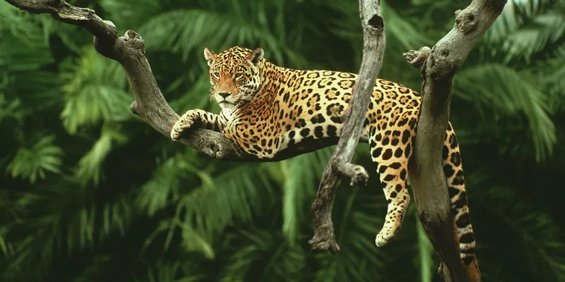 amazon forest